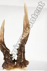 Skull Deer